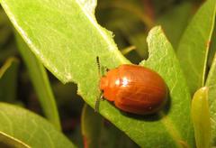 Plagiosterna nigritarsis