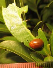 Plagiosterna nigritarsis