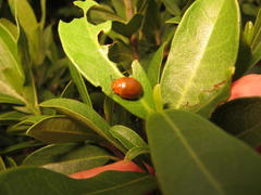 Plagiosterna nigritarsis