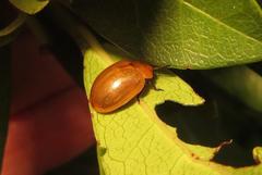 Plagiosterna nigritarsis