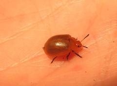 Plagiosterna nigritarsis