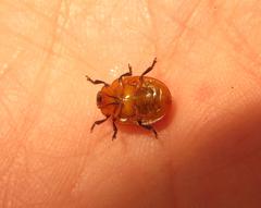 Plagiosterna nigritarsis