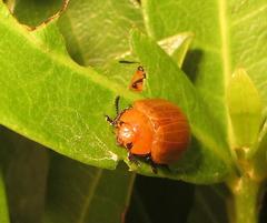 Plagiosterna nigritarsis
