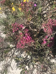 Limonium peregrinum