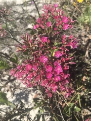 Limonium peregrinum