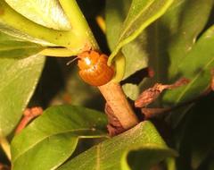 Plagiosterna nigritarsis