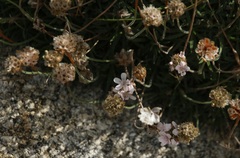 Armeria pubigera