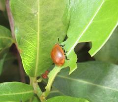 Plagiosterna nigritarsis
