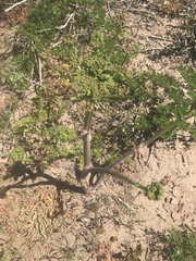 Tordylieae