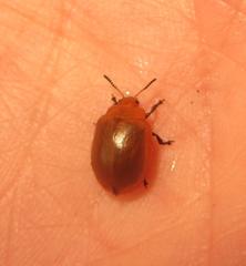 Plagiosterna nigritarsis