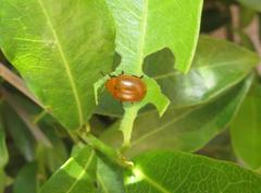 Plagiosterna nigritarsis