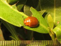 Plagiosterna nigritarsis