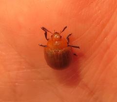 Plagiosterna nigritarsis