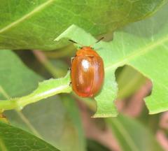 Plagiosterna nigritarsis