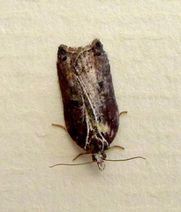 Acleris cristana