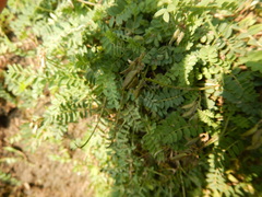 Astragalus norvegicus