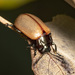 Aspen Leaf Beetle - Photo (c) Karl Kroeker, some rights reserved (CC BY-NC), uploaded by Karl Kroeker