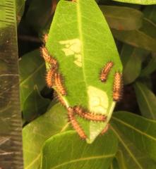 Acraea petraea