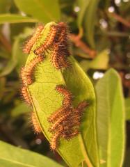 Acraea petraea