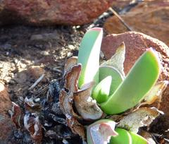 Machairophyllum albidum