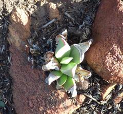 Machairophyllum albidum
