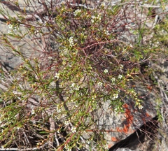 Coleonema juniperinum