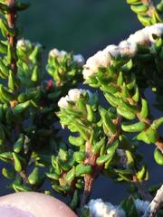 Phylica debilis debilis