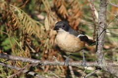 Laniarius ferrugineus ferrugineus