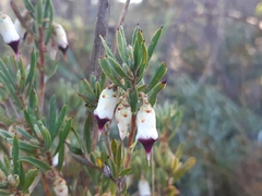 Conostephium pendulum
