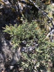 Cupressus sargentii