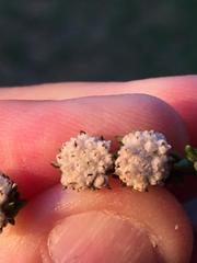 Phylica debilis debilis