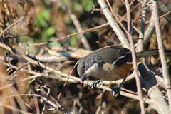 Laniarius ferrugineus ferrugineus