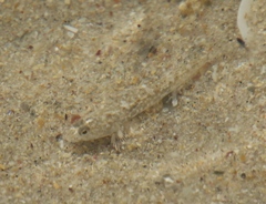 Pomatoschistus microps