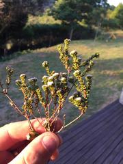 Phylica debilis debilis