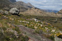 Pelargonium cucullatum strigifolium