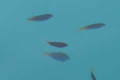 Neopomacentrus azysron