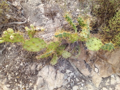 Opuntia