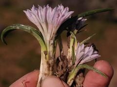 Lachenalia longituba