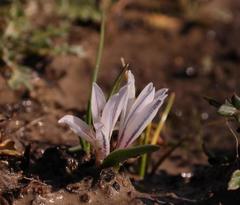 Lachenalia longituba