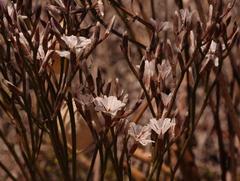 Limonium purpuratum