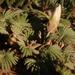 Oxalis palmifrons - Photo (c) Nick Helme, alguns direitos reservados (CC BY-SA), uploaded by Nick Helme