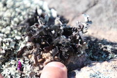 Xanthoparmelia hottentotta