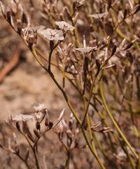 Limonium purpuratum