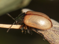 Chrysomela crotchi