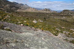 Xanthoparmelia hottentotta