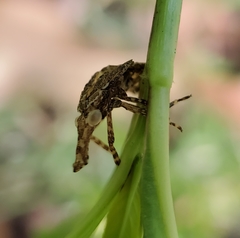 Eurinopsyche obscurata