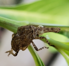 Eurinopsyche obscurata