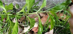 Eurinopsyche obscurata