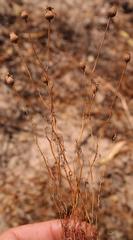 Steirodiscus speciosus