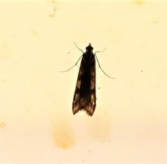 Achyra affinitalis